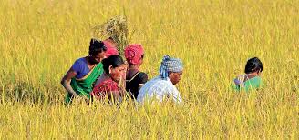 Odisha Guarantees Farmers 48-Hour Payment for Kharif Paddy MSP