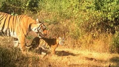 Tigress gives birth to a cub in Ramgarh Vishdhari 1734166362568