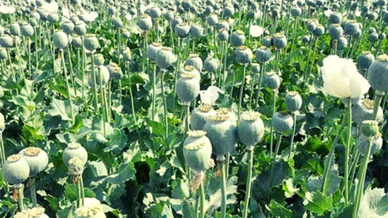 Jharkhand Destroys 19,000 Acres of Illegal Poppy Farms – 190 Arrested!