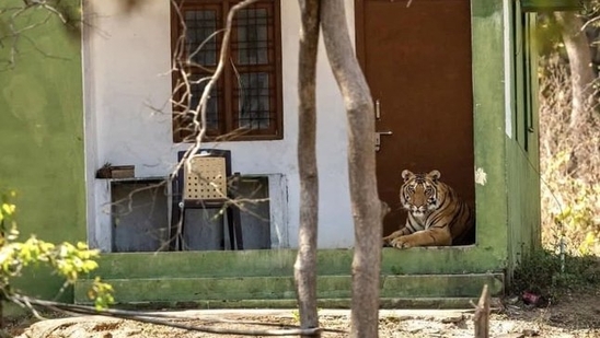 Viral Moment: Two Tigers Become ‘Guards’ of Anti-Poaching Camp!