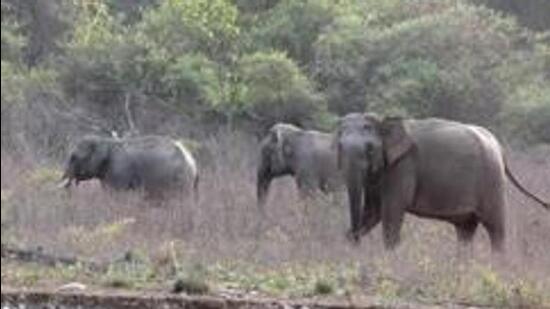 Elephants Attack Devotees: Five Dead on Way to Temple in Andhra Pradesh