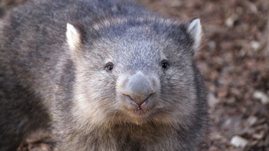 Influencer Apologizes for Taking Baby Wombat from Its Mother