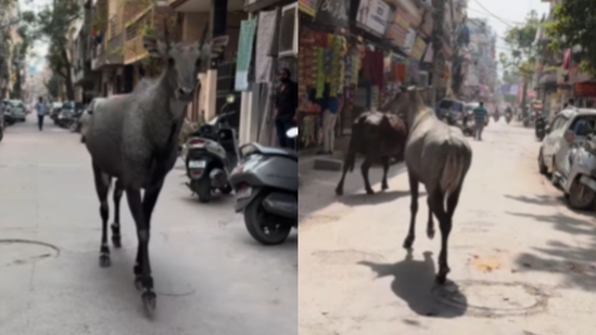 Nilgai Wanders the Streets of Delhi: Bizarre Sighting Goes Viral