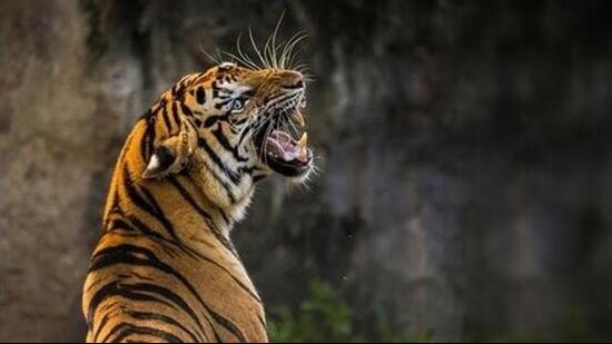 Ranthambore & Sariska: New Safety Rules for Temple Visits After Tiger Attack