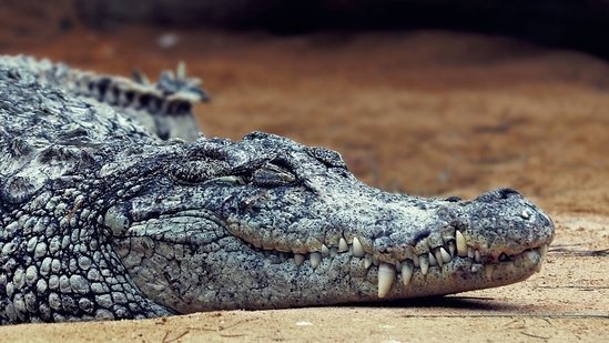 Man Climbs into Crocodile Enclosure: 29-Year-Old Seriously Injured!